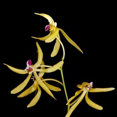 Dendrobium oppositifolium