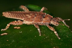 Microcanachus matileorum