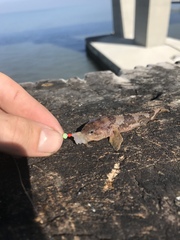 Tridentiger barbatus