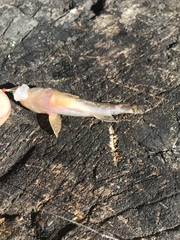 Tridentiger barbatus