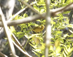 Cardellina pusilla