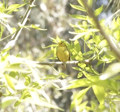 Cardellina pusilla