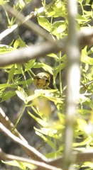 Cardellina pusilla