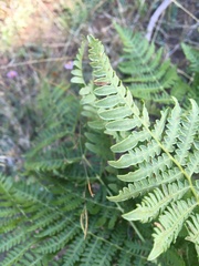 Pteridium aquilinum pubescens