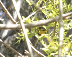 Cardellina pusilla