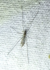 Gonomyia