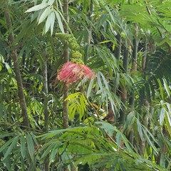 Calliandra houstoniana calothyrsus