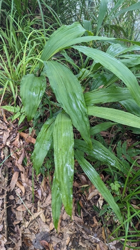 Calanthe woodfordii, photograph 2