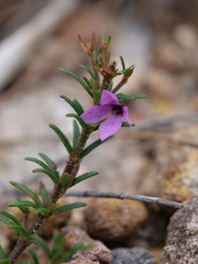 Tetratheca ericifolia
