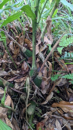 Calanthe woodfordii, photograph 3