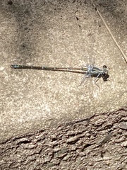 Austroargiolestes icteromelas