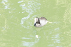 Fulica americana