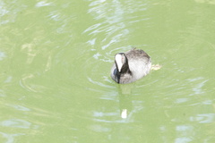 Fulica americana