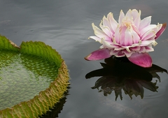 Victoria amazonica