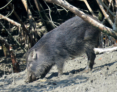 Sus scrofa cristatus