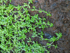 Callitriche cophocarpa