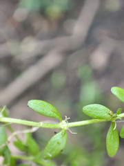 Callitriche cophocarpa