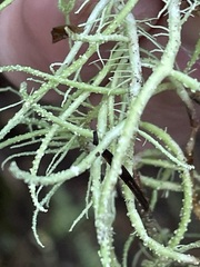Usnea intermedia