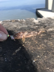 Tridentiger barbatus