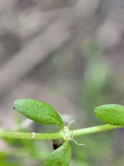 Callitriche cophocarpa