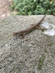 Saproscincus spectabilis