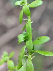 Callitriche cophocarpa