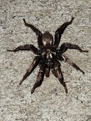 Calisoga longitarsis