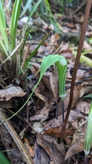 Arisaema formosanum