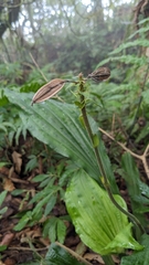 Calanthe