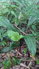 Calanthe