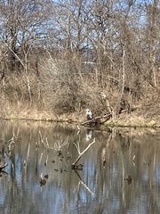 Ardea herodias