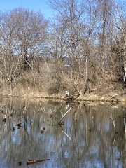 Ardea herodias