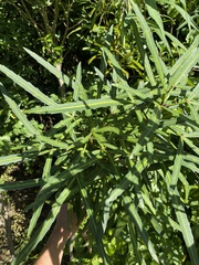 Pseudopanax crassifolius × lessonii