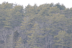 Haliaeetus pelagicus