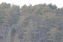 Haliaeetus pelagicus