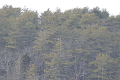Haliaeetus pelagicus