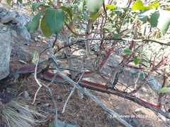 Arbutus