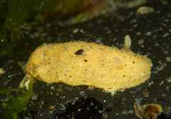 Doriopsis granulosa