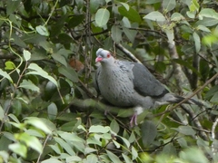 Lopholaimus antarcticus