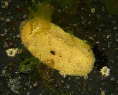Doriopsis granulosa
