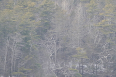 Haliaeetus pelagicus