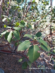 Arbutus