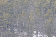 Haliaeetus pelagicus