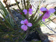 Acmadenia sheilae