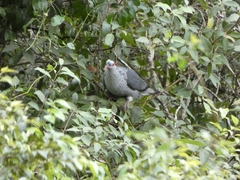 Lopholaimus antarcticus