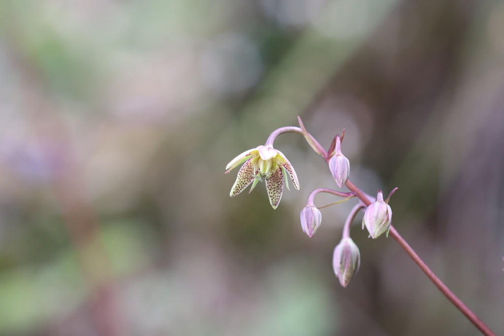Swertia erythrosticta