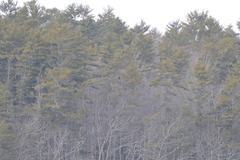 Haliaeetus pelagicus