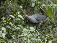 Lopholaimus antarcticus