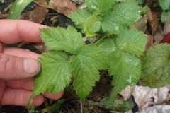 Rubus ursinus × idaeus