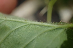 Rubus ursinus × idaeus